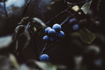 blue berries on a branch