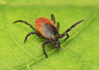 wood tick