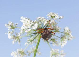 Forest bug on white inflorescence