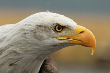 american bald eagle