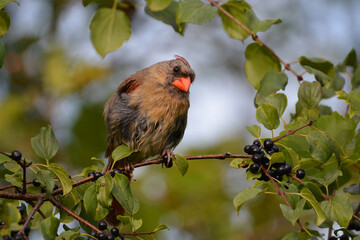 Female Northern Cardinal