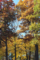 Fototapeta premium Scenes of Fall Leaves and Trees