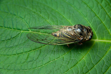 Japanese cicada on green leaf - Graptopsaltria nigrofuscata, the large brown cicada, called aburazemi in Japanese. Horizontal shot.