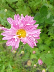 Obraz premium pink cosmos flower