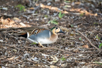 トモエガモの雄！顔の模様が特徴的で巴柄のような顔立ちからこの名前がついています。
マガモたちと一緒に池から上がって好物のドングリを頬張っていました！