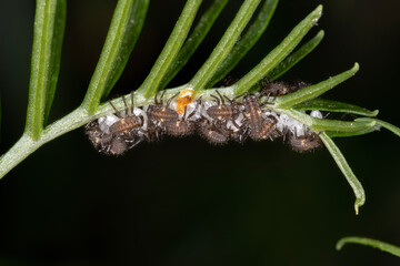 Black-spotted Lady Beetle of the
Tribe Coccinellini in larval state hatching from eggs