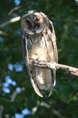 Long-eared owl on a broken branch