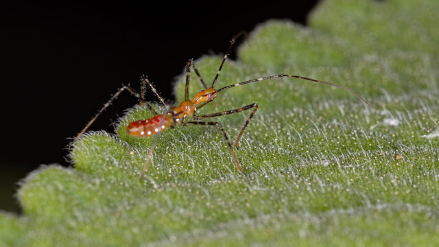 Assassin Bug Of The Subfamily Harpactorinae