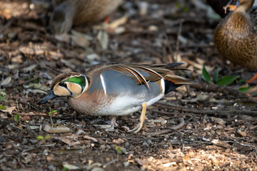 トモエガモの雄！顔の模様が特徴的で巴柄のような顔立ちからこの名前がついています。
マガモたちと一緒に池から上がって好物のドングリを頬張っていました！