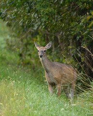 Obraz na płótnie Canvas Deer along wind row