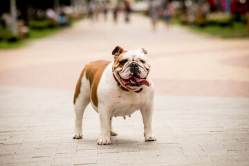 Portrait of cute english bulldog at the park.