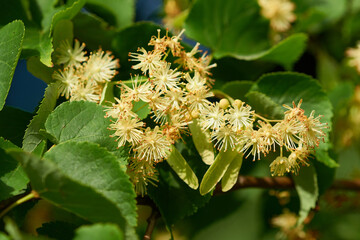 Lindenblüten am Baum	