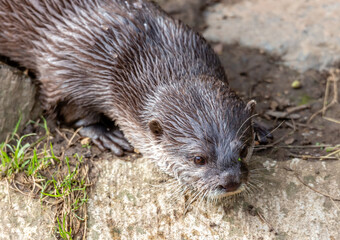 Otter