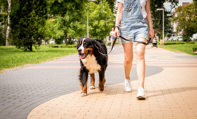 Owner walking with the Berner Sennenhund dog at the park.