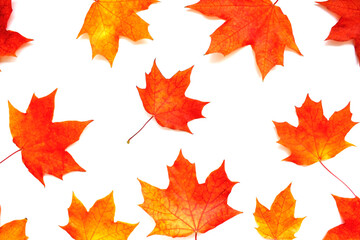 Autumn, colorful composition. Frame of autumn maple leaves on a white background. Flat lay, top view, copy space.