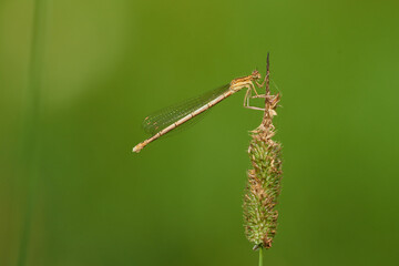 Blaue Federlibelle (Platycnemis pennipes) Weibchen