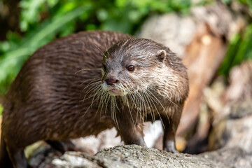 otter