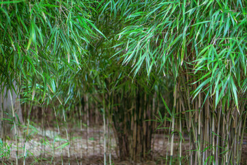 Fototapeta na wymiar Photograph of bamboo leaves and bamboo based on the concept of nature