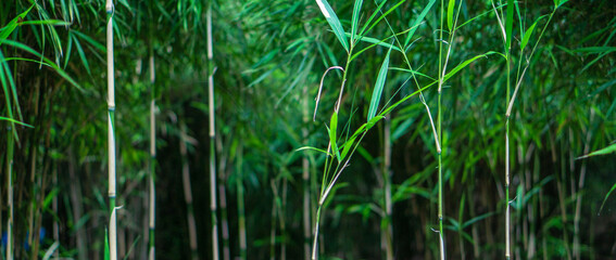 Photograph of bamboo leaves and bamboo based on the concept of nature