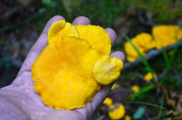 Yellow golden chanterelle mushrooms in the hands, forest blurred background