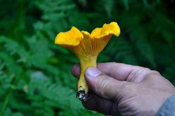 Yellow golden chanterelle mushrooms in the hands, forest blurred background