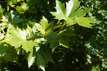 green maple branches for plant natural background