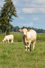 Fototapeta na wymiar Cows in pasture