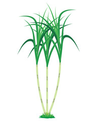 isolated sugar cane plant on white background vector design