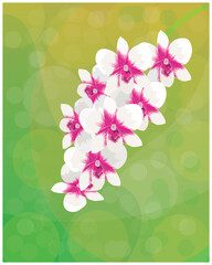 White orchid flower vector design
