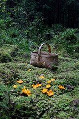 Fresh golden chanterelle mushrooms on green moss and wicker rustic basket in background