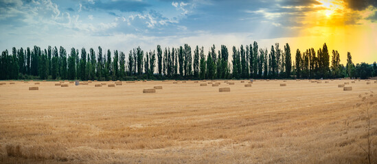 paisaje de campo castellano en verano en plena meseta