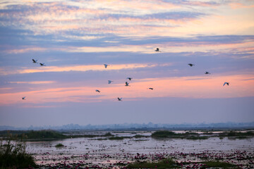 Morning reservoir in Thailand Beautiful morning view The red lotus sea of thailand