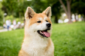 Portrait of cute akita inu dog at the park.