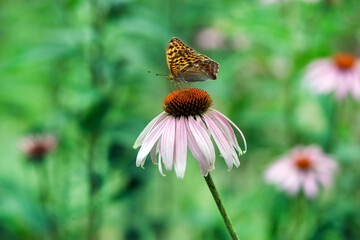 Butterfly Argynnis paphia collects nectar from an echinacea flower on a summer day in the garden