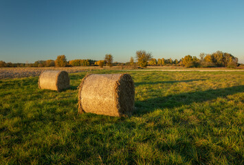 Round hay bales lying on a green meadow