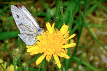 A white butterfly landed on a yellow flower.