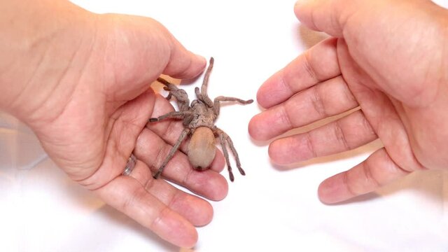 Tarantula , spider on white back ground
handling wild tarantula 
close up female of Spider
Females can live up to 25 years
tarantula fangs, insect, insects, bugs, bug, animals animal