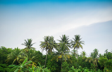 Coconut palm trees and tropical farm.
