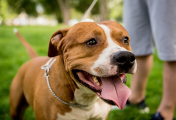 Portrait of cute american staffordshire terrier at the park.