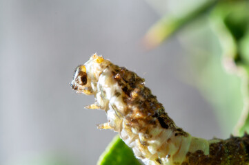 緑色に変わる前のアゲハチョウの幼虫 マクロ