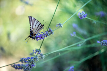 Beautiful butterfly Iphiclides Podalirius collects nectar on a sprig of lavender on a summer day