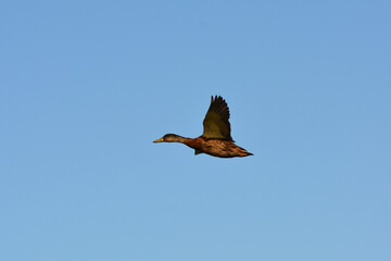 Female Mallard Duck in flight