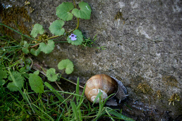 snail on a concrete fence