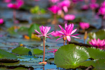 Red Lotus Sea, a beautiful tourist attraction of Thailand
Red lotus lake