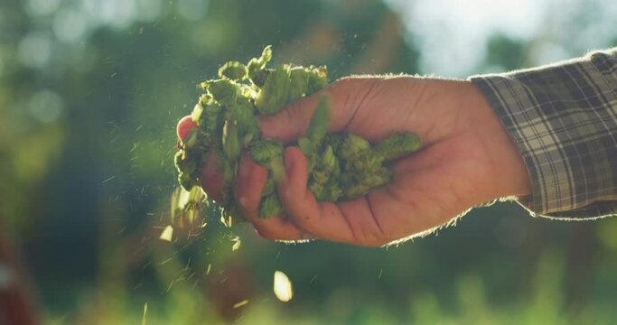 Close up shot of an young successful farmer is controlling with his hands at the moment harvested biologic raw hop flowers used for high quality beer production in ecological craft brewery.