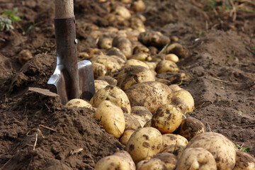 agricultural work on harvesting potatoes, bush with fruits of freshly dug potatoes on the ground
