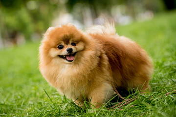 Portrait of cute pomeranian dog at the park.