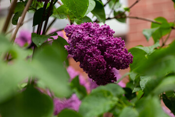 Lilac garden trees under the rain nature spring time with free space text