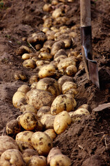 agricultural work on harvesting potatoes, bush with fruits of freshly dug potatoes on the ground
