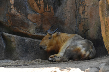 Fototapeta premium 猛暑の夏の東京で日影で涼むターキン